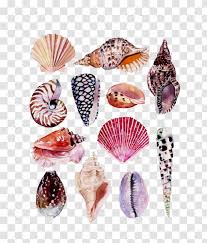 … see the full article. Drawing Watercolor Painting Art Nature Illustration Idea Conch Shell Beach Transparent Png