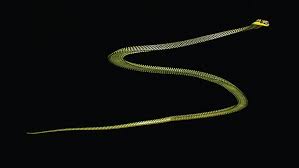 Slither through a new competitive version of snake and survive as long as you can! Flying Snakes Wriggle Their Way Through The Air Science News For Students