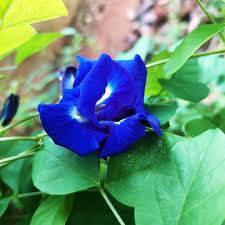 Image result for Clitoria ternatea
