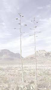 Image result for Tragia incisifolia