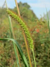 Image result for Setaria pumila
