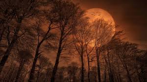 We did not find results for: Beautiful Romantic Image Night Trees Branches Orange Sky Full Moon Free Wallpapers High Resolution For Android Iphone And Computers Wallpapers13 Com