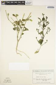 Image result for Crabbea nana