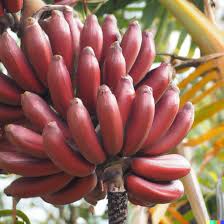 Image result for Musa acuminata