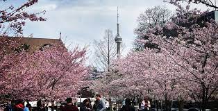 Cherry blossoms at trinity bellwoods in toronto. Beautiful Cherry Blossoms Are Blooming In Toronto Right Now Photos Curated