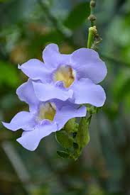 Image result for Thunbergia gossweileri