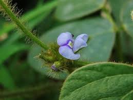 Image result for Calopogonium mucunoides