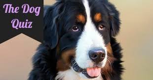 Dog trivia questions and answers. Quiz About Dogs How Well Do You Know Your Pet Quizondo