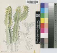 Image result for Euphorbia memoralis