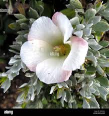 Image result for Hibiscus pusillus