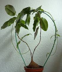 Image result for Coleotrype natalensis