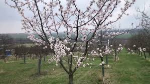 Image result for mandloň trojlaločná