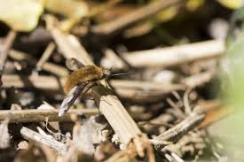 More images for bee like insect with long nose » Dark Edged Bee Fly The Wildlife Trusts
