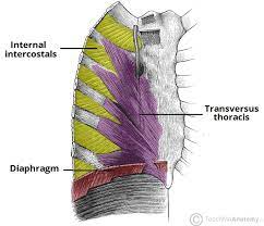 Between each rib lie several layers of intercostal muscles that are responsible for expanding and shrinking. Thoracic Muscles Attachments Actions Teachmeanatomy