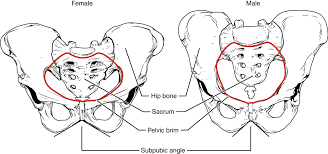 The Pelvic Girdle And Pelvis Anatomy And Physiology I