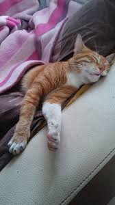 Butun Evinisini Bitirdiktensonra Yorgunluktan Uyuyakalan Annemisali In 2020 Cats Animals