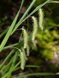 Image result for Carex cognata