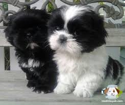 Shih Tzu Yavrularimiz Shih Tzu Yavrularimiz Kopek Kopekseverler Kopeksahiplendirme Kopekyavrusu Evcilhayvan Yavru Kopek Cok Sirin Hayvanlar Shih Tzu