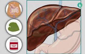 A quiz by zach y. Liver Disease Symptoms Causes Treatment Medicine Prevention Diagnosis