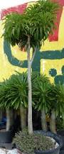 Image result for Pachypodium