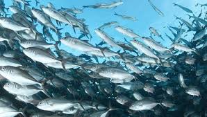 Karena seperti yang telah kita ketahui bersama, tidak semua jenis ikan yang berada dilautan dapat kita konsumsi. Ikan Laut Air Masin Ikan Nama Ikan Makanan Laut