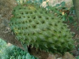 Perkongsian cara mudah mengupas buah durian belanda. 106 Durian Belanda Photos Free Royalty Free Stock Photos From Dreamstime