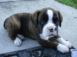 1 il boxer muore giocando: Regalo Boxer Da Volontario A Grosseto Regalo Cuccioli Boxer Purissimi