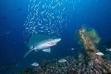Lost Ships, Living Reefs: The Dual Legacy of North Carolina Shipwrecks