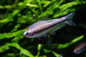 Check spelling or type a new query. Care Sheet Emperor Tetra Nematobrycon Palmeri Aquariadise