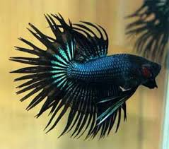 The crown tail betta (abbreviated to ct) is perhaps one of the easiest tail types to recognize as the reduced webbing and very extended rays give them a highly distinctive spiky appearance. Different Types Of Betta Fish Complete Guide Fish Care