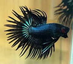 Betta fish has been since early times of its discovery been used for fight shows which started in thailand initially leading to its fame all over the globe. Different Types Of Betta Fish Complete Guide Fish Care