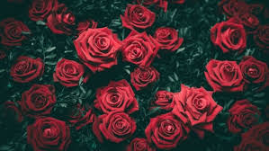 Send valentine's flowers delivery and gifts to show how much you care on this romantic holiday, from red roses & mixed flowers, to chocolates & teddy bears! Order Valentine S Day Flowers As Soon As Possible