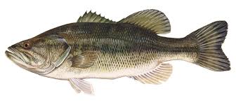 ᐅ Kyle Spring fishing reports🎣• Winchester, NV (United States) fishing