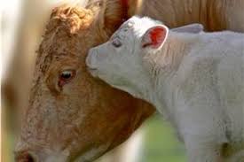 Pulpy Kidney Warning From Lhpa The Land Nsw