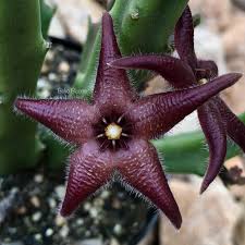 Image result for Euphorbia baylissii