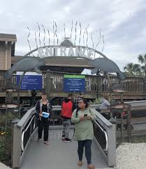 Is the manatee viewing center in tampa free? Manatee Viewing Center At Tampa Electric S Big Bend Power Station