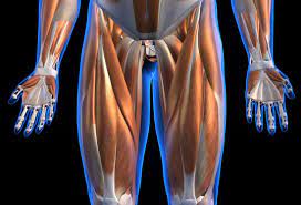 Pulled Quad: Symptoms, Treatment, And Recovery Time