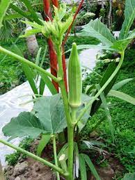 Lady finger plant or ladies' fingers, okra or ochro has young, unripe fibrous fruits or pods containing round, white seeds used as a vegetable. Okra A K A Lady S Finger Annie Oakley Planting Vegetables Beautiful Fruits Healthy Meals For Two
