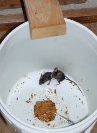 Résultat de recherche d'images pour "bucket mouse trap"