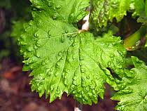 Image result for Colomerus vitis