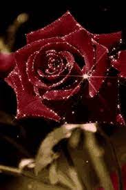 Roses Gifs Tenor Beautiful Rose Flowers Beautiful Flowers Pictures Flower Quotes