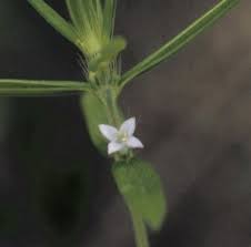 Turf tolerance and virginia buttonweed (diodia virginiana) control with fluroxypyr as chism, w. Poorjoe Mizzou Weedid