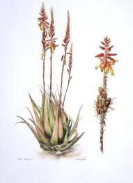 Image result for Aloe lutescens