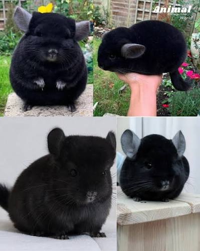 🐾 Black Chinchilla — The Velvet Shadow of the Andes 🌄 The black chinchilla,  a striking variation of the species Chinchilla, is a small rodent native to  the mountainous regions of the