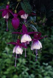Julie King On Twitter Beautiful Flowers Unusual Flowers Fuchsia Flowers