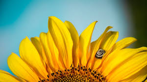 Maybe you would like to learn more about one of these? Yellow Sunflower Wallpaper Sunflower 1920x1080 Wallpaper Teahub Io