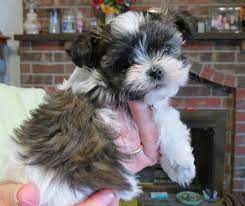 Mi ki puppies for sale in michigan. Contact Seller Of Mi Ki Puppies From Reputable Show Breeder In Indiana Selling High Quaility Puppies World Wide Small Dog Photos Puppies Miki Dog