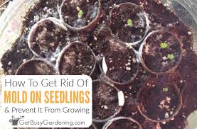 Maybe you would like to learn more about one of these? Mold On Seedlings How To Prevent Mold Growth In Your Seed Trays