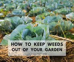 Can you use roundup on vegetable garden. 12 Ways To Make Weeds Go Away Naturally Life Is Just Ducky