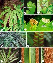 Image result for Pteris